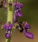 Plectranthus porphyranthus