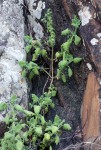 Plectranthus porphyranthus
