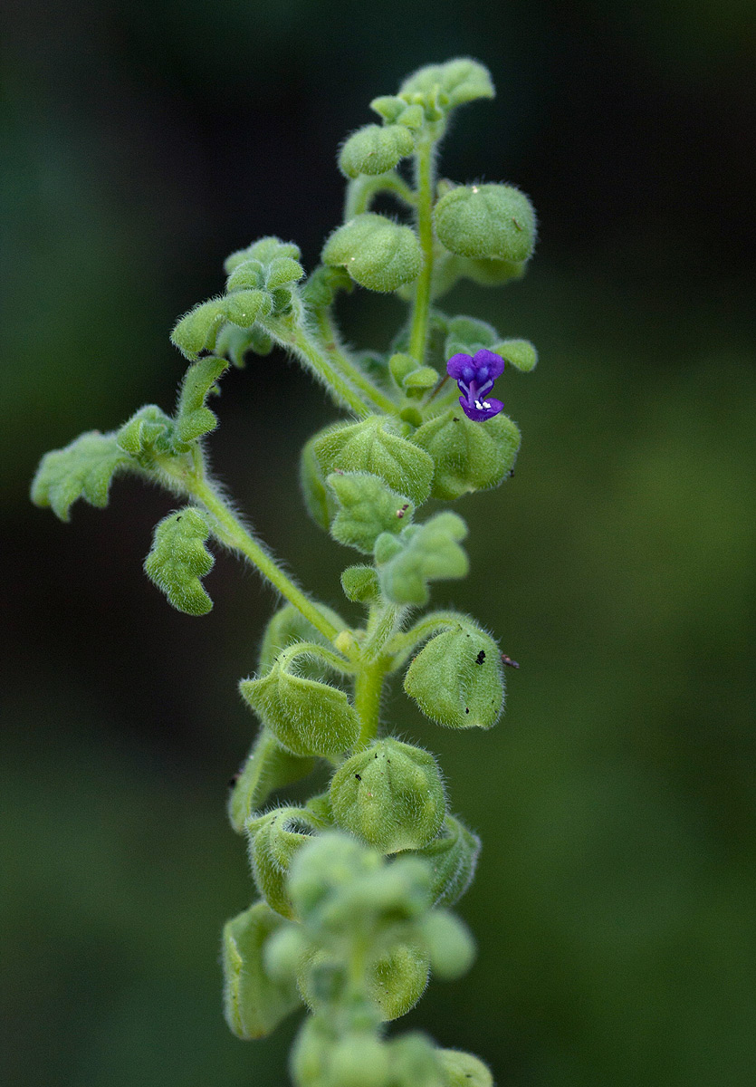 Coleus porphyranthus