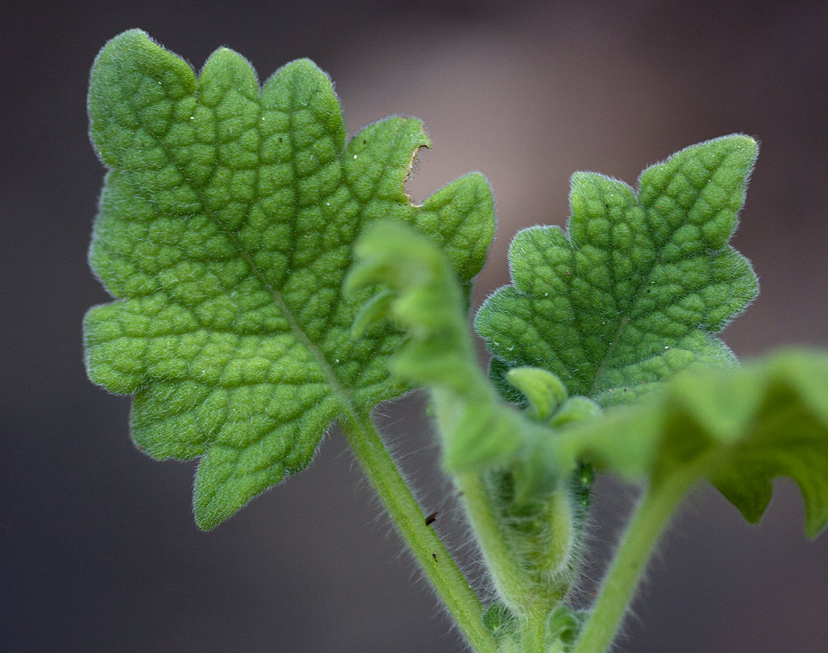 Coleus porphyranthus