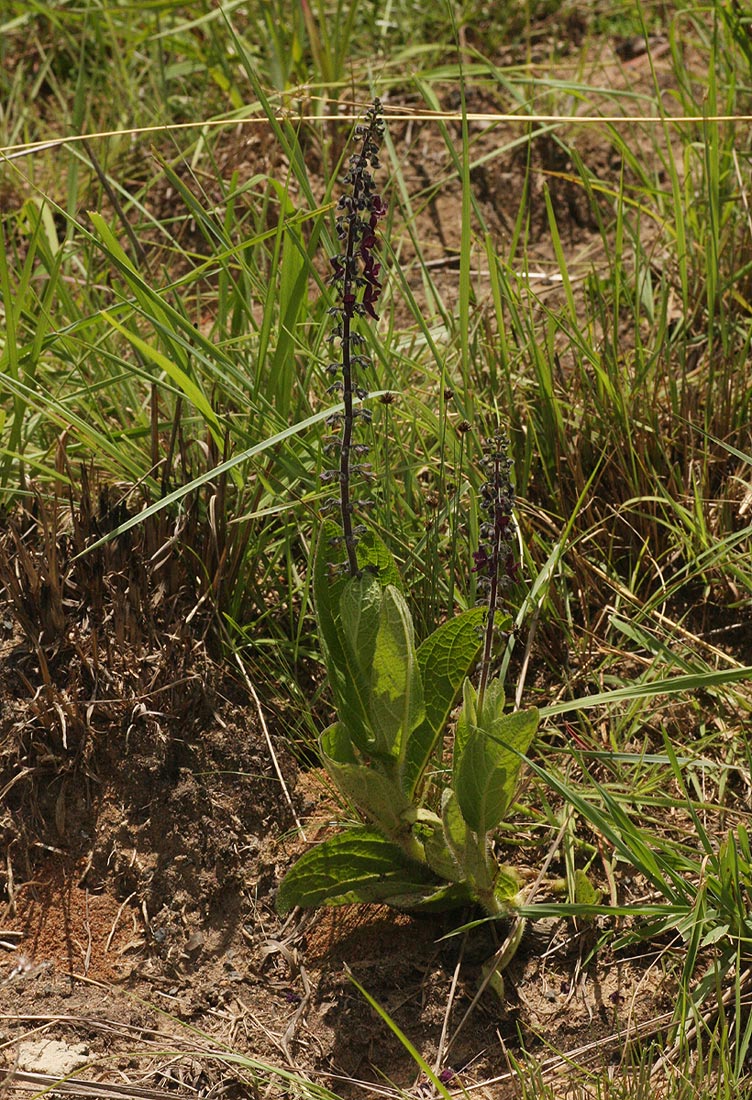Equilabium stenophyllum