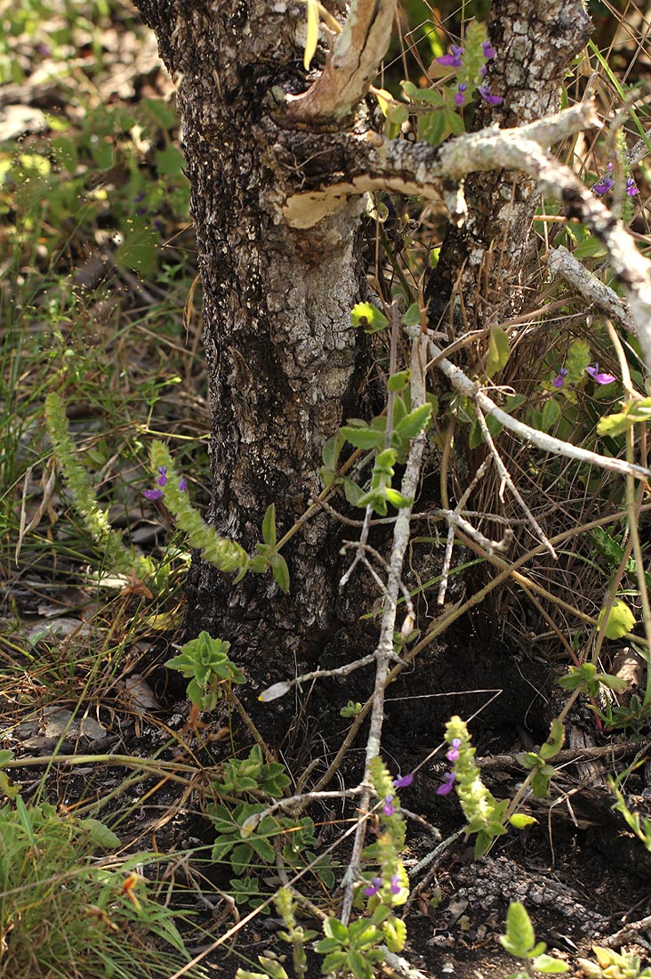 Plectranthus lasianthus