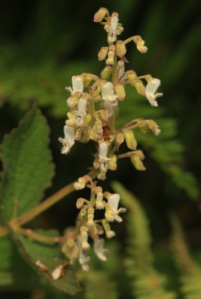 Coleus sessilifolius