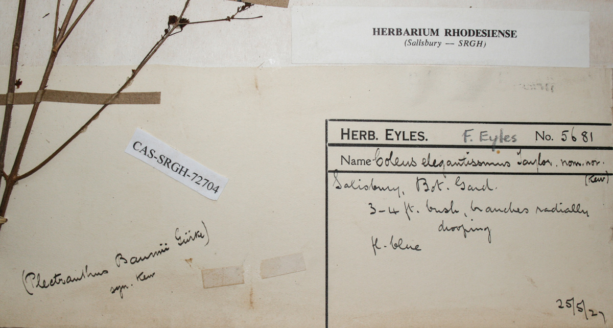 Coleus gracilipedicellatum 