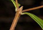 Plectranthus djalonensis