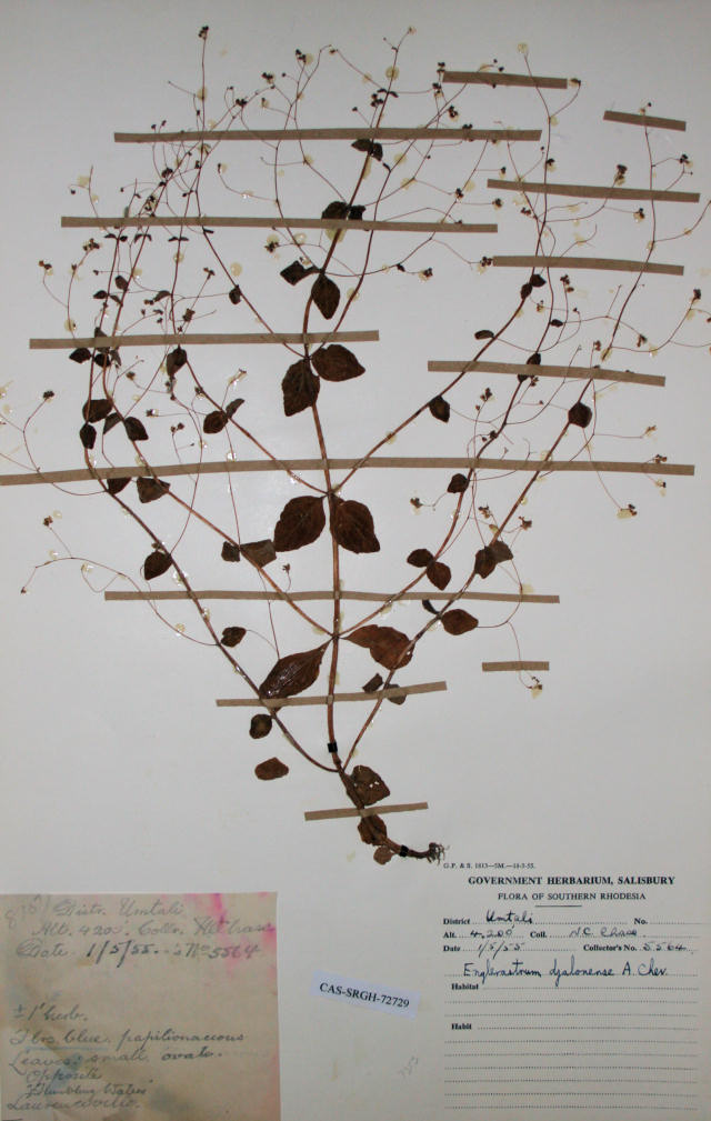 Plectranthus djalonensis