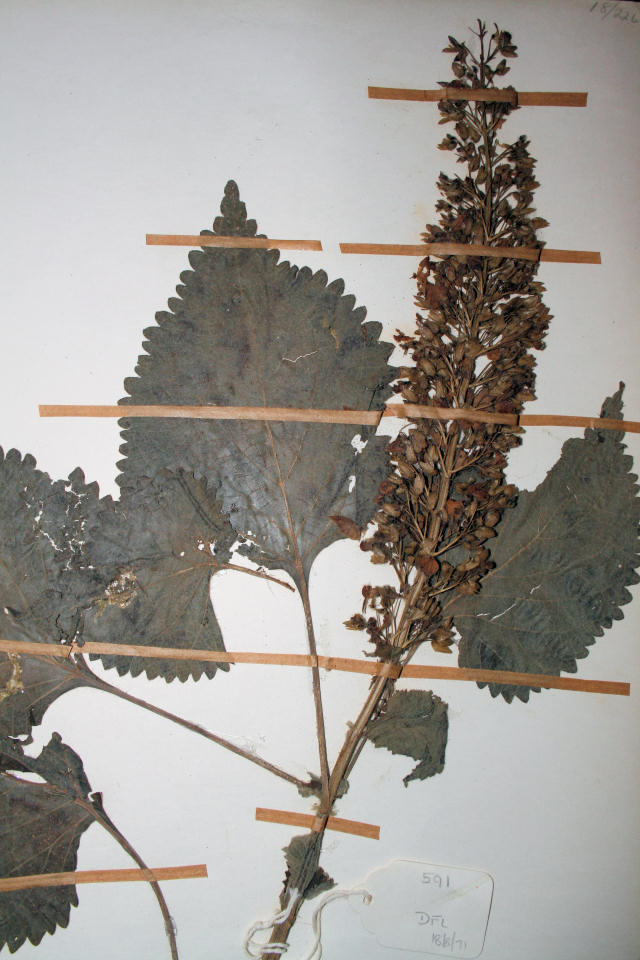 Plectranthus shirensis
