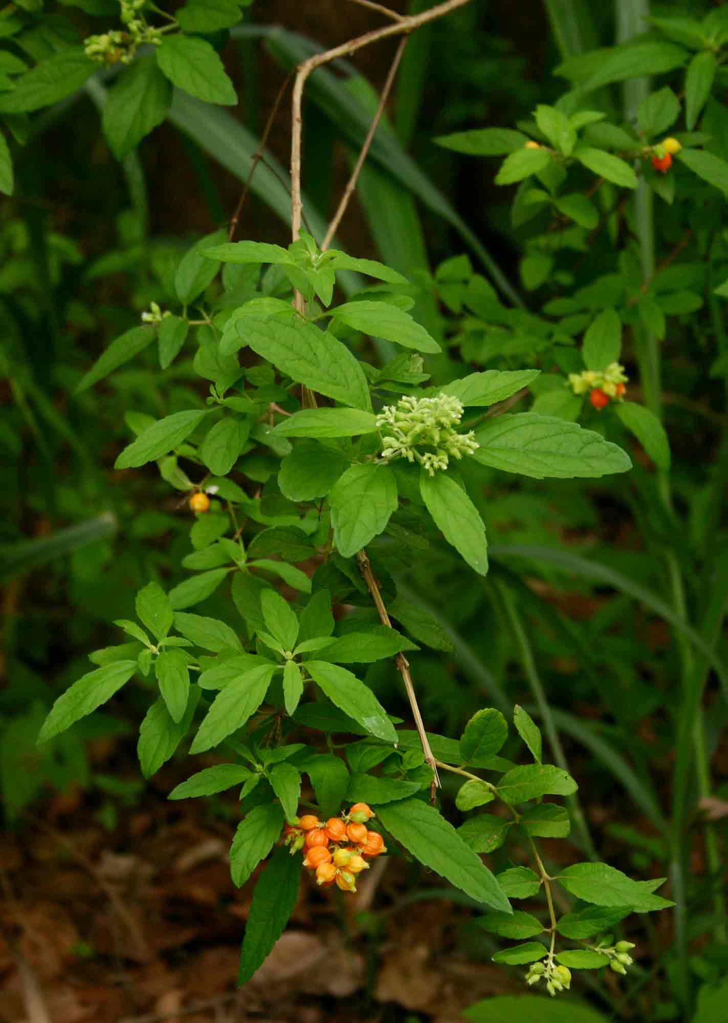 Hoslundia opposita Hoslundia opposita