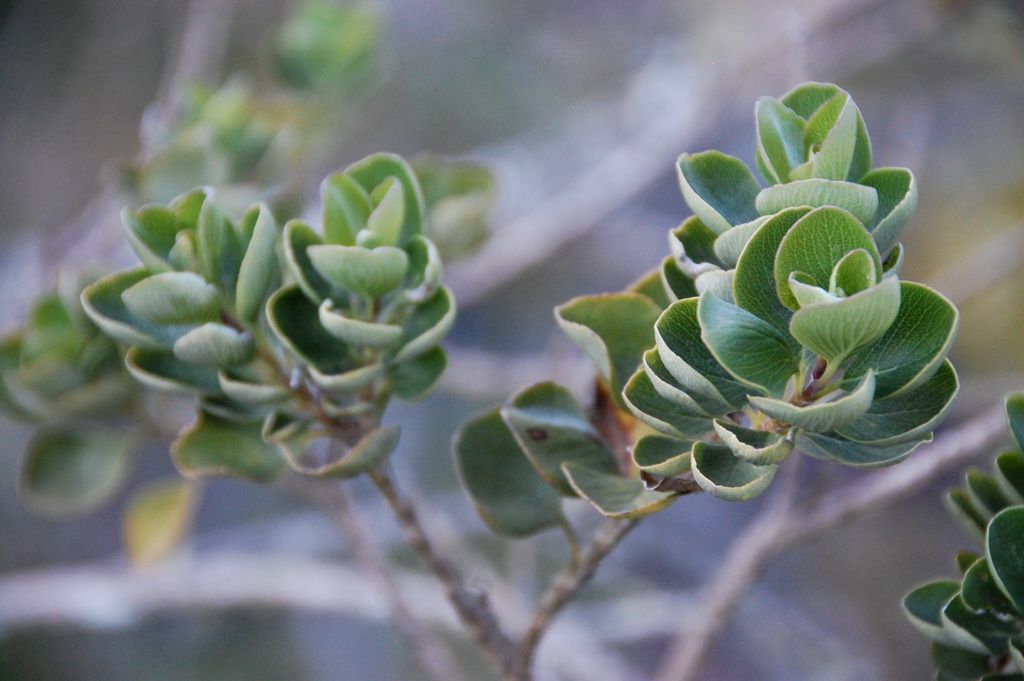Syncolostemon flabellifolius