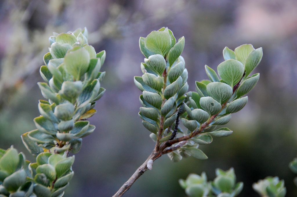 Syncolostemon flabellifolius