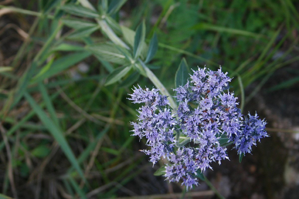 Haumaniastrum dissitifolium