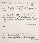 Haumaniastrum dissitifolium