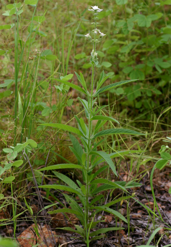 Syncolostemon bracteosus Syncolostemon bracteosus