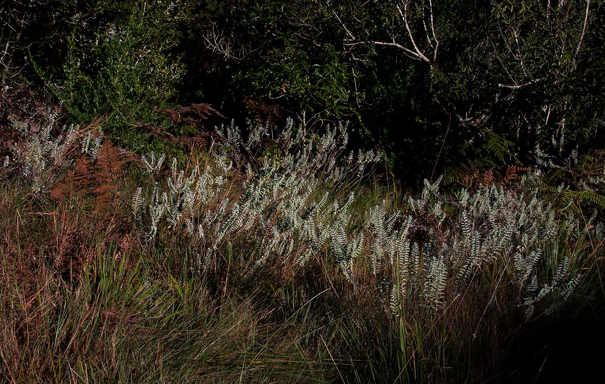 Syncolostemon oritrephes