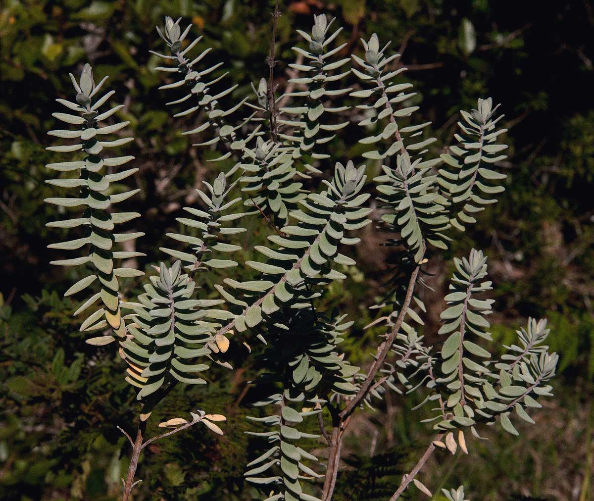Syncolostemon oritrephes