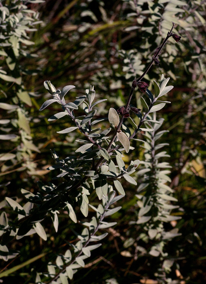 Syncolostemon oritrephes Syncolostemon oritrephes