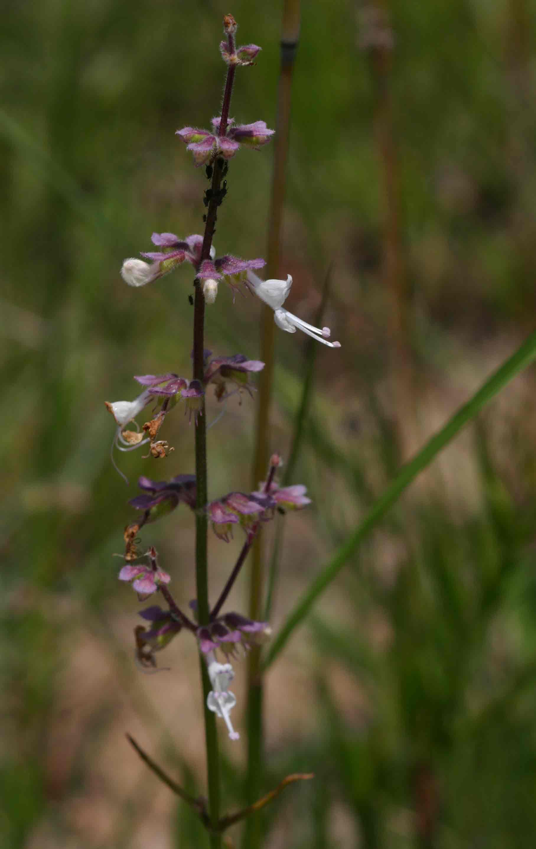 Syncolostemon canescens Syncolostemon canescens