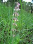 Syncolostemon canescens
