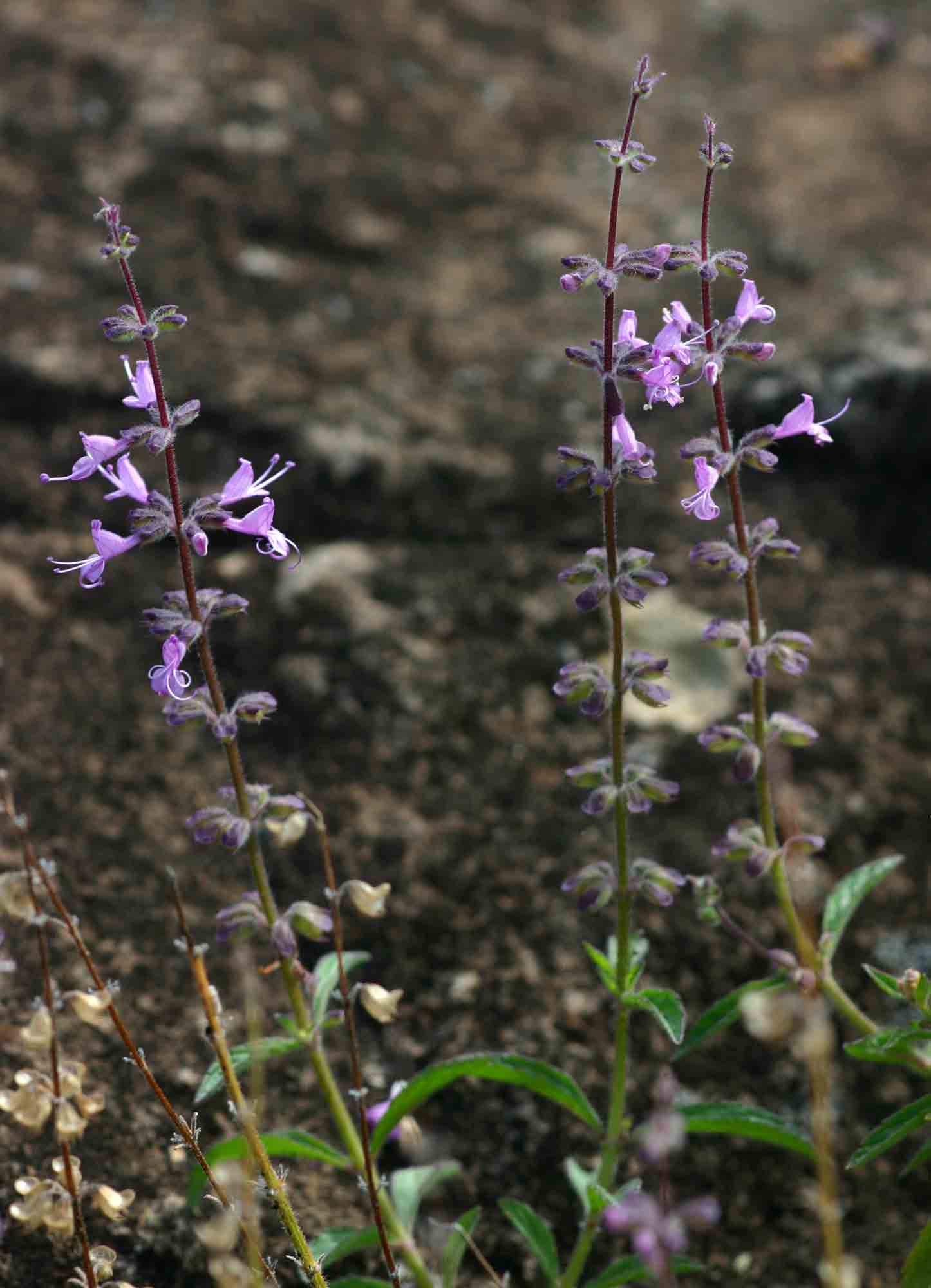 Syncolostemon canescens