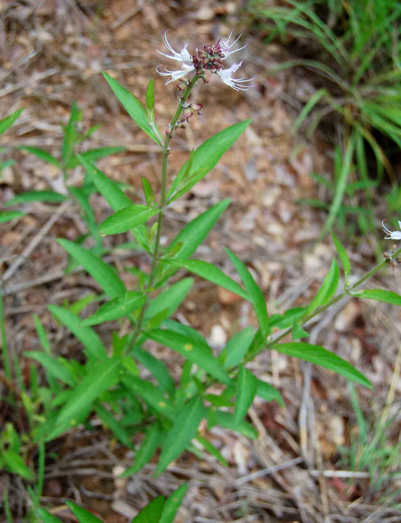 Ocimum obovatum subsp. obovatum var. obovatum