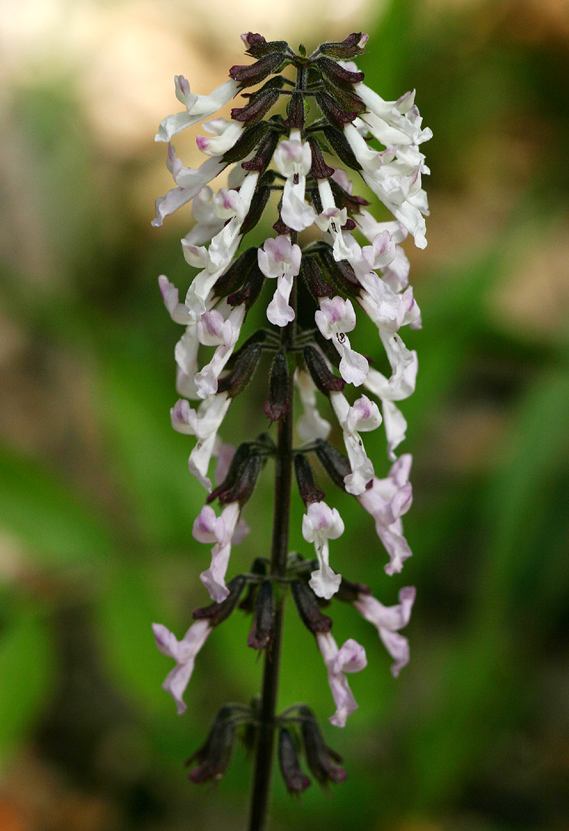 Orthosiphon thymiflorus