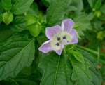 Nicandra physalodes