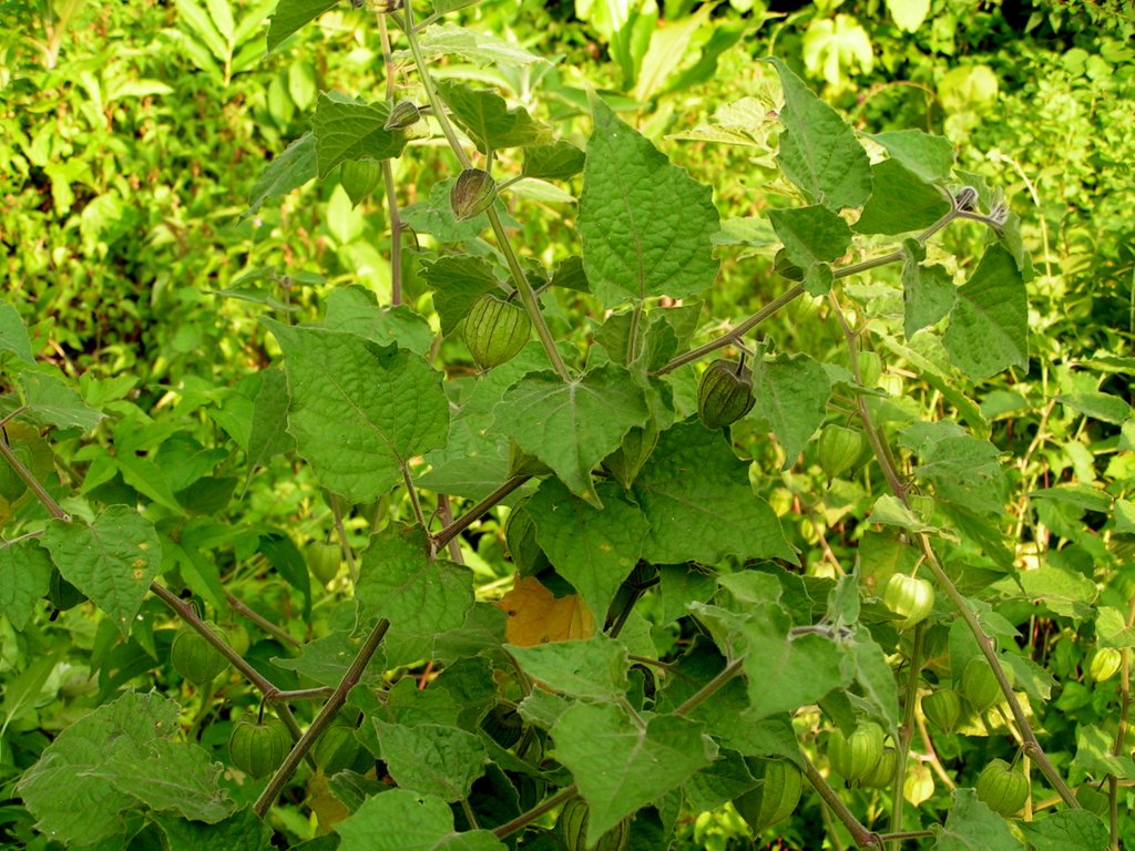 Physalis angulata