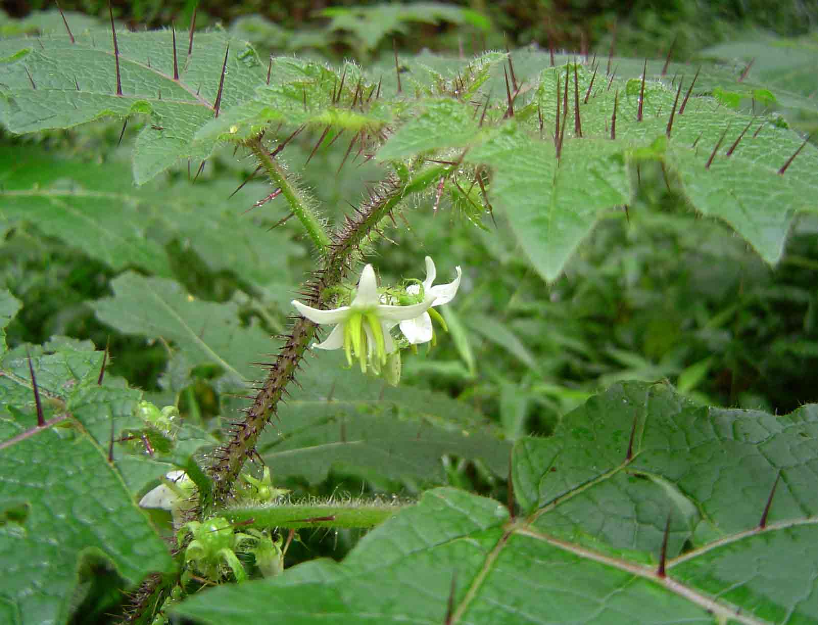 Solanum aculeatissimum