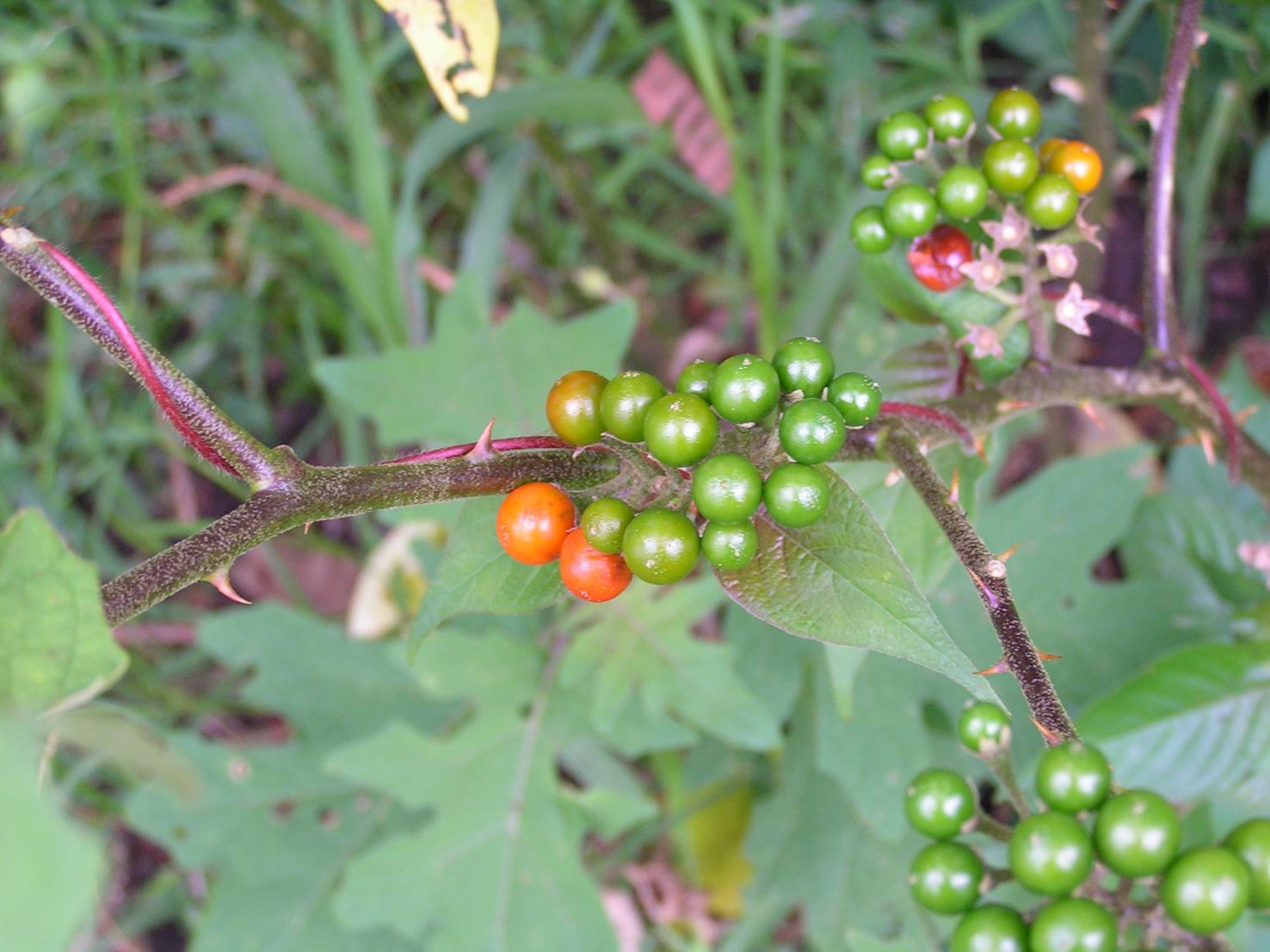 Solanum anguivi