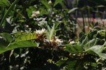 Solanum chrysotrichum