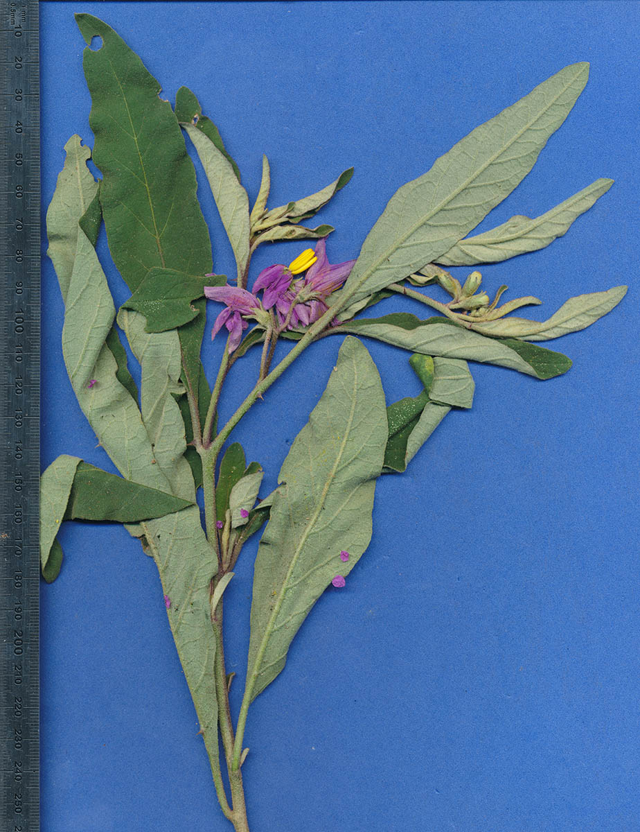 Solanum campylacanthum