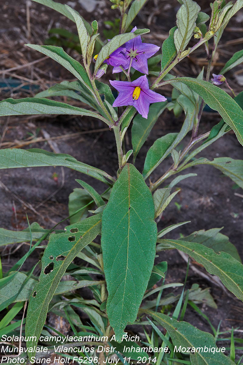 Solanum campylacanthum 'panduriforme type'