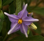 Solanum campylacanthum