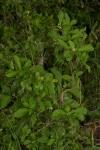 Solanum goetzei