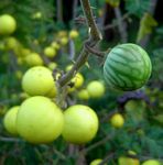 Solanum campylacanthum 'incanum type'