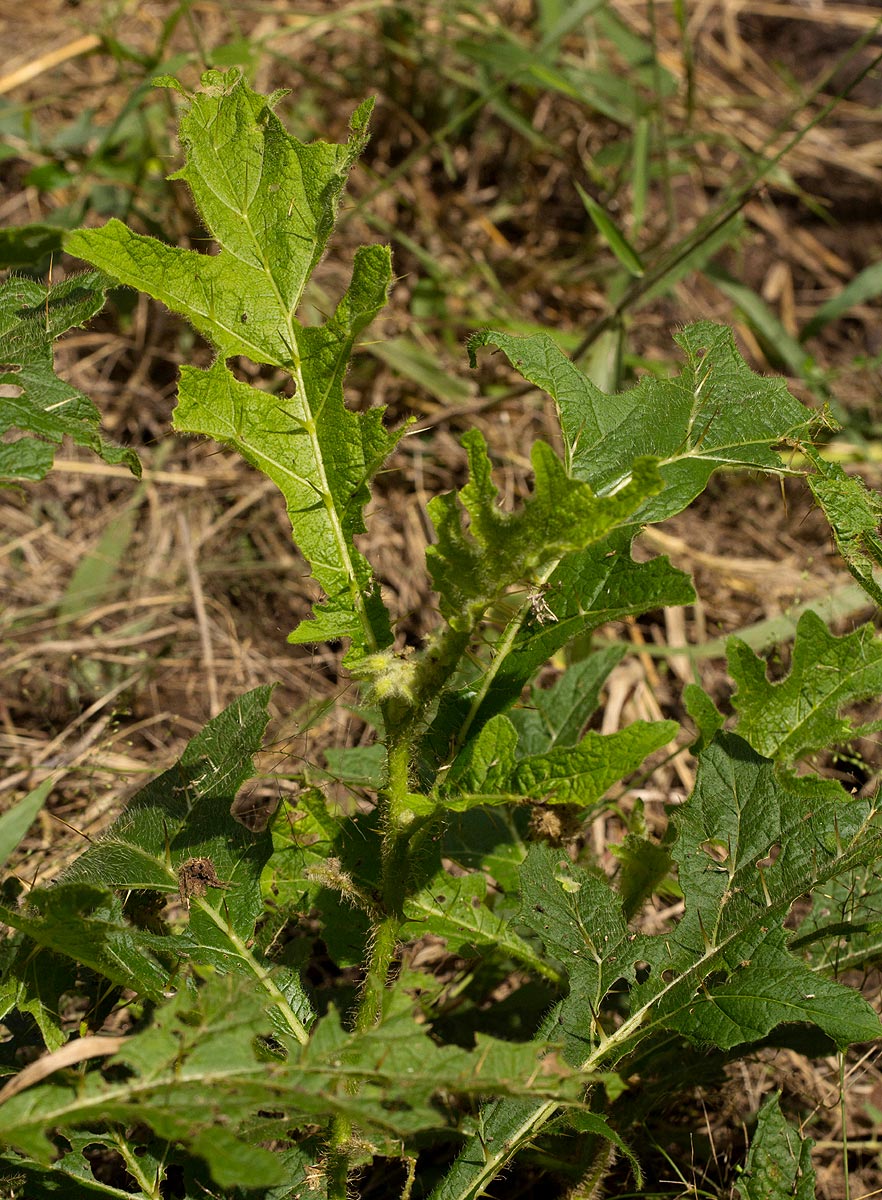 Solanum macrocarpon Solanum macrocarpon