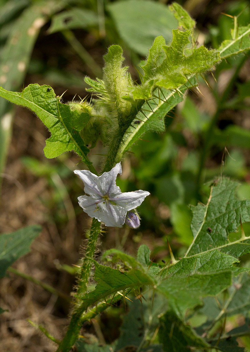 Solanum macrocarpon Solanum macrocarpon