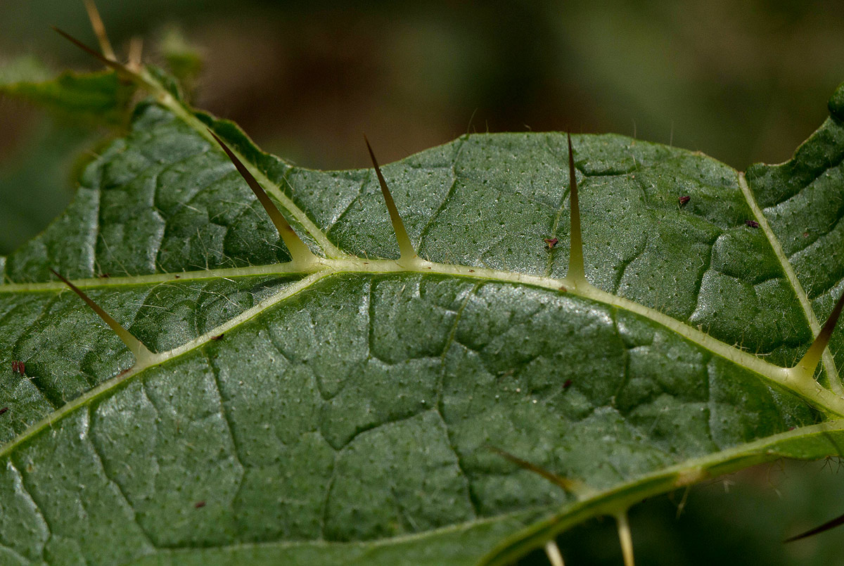 Solanum macrocarpon Solanum macrocarpon