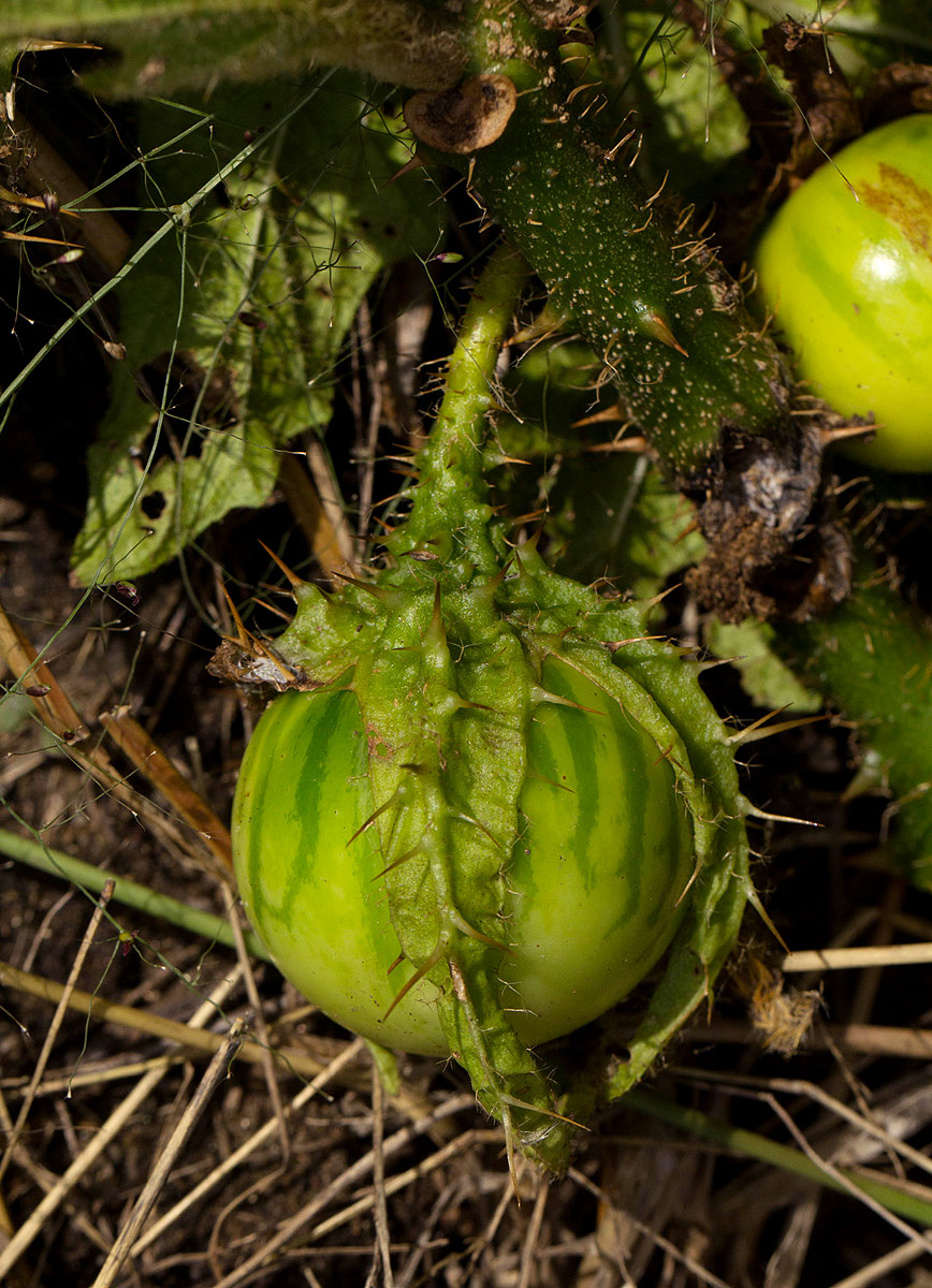 Solanum macrocarpon Solanum macrocarpon
