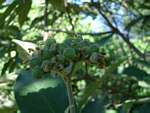 Solanum mauritianum