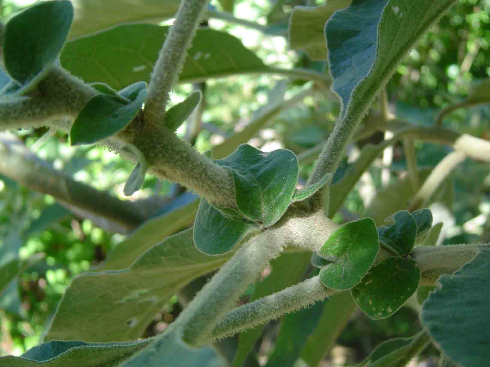 Solanum mauritianum