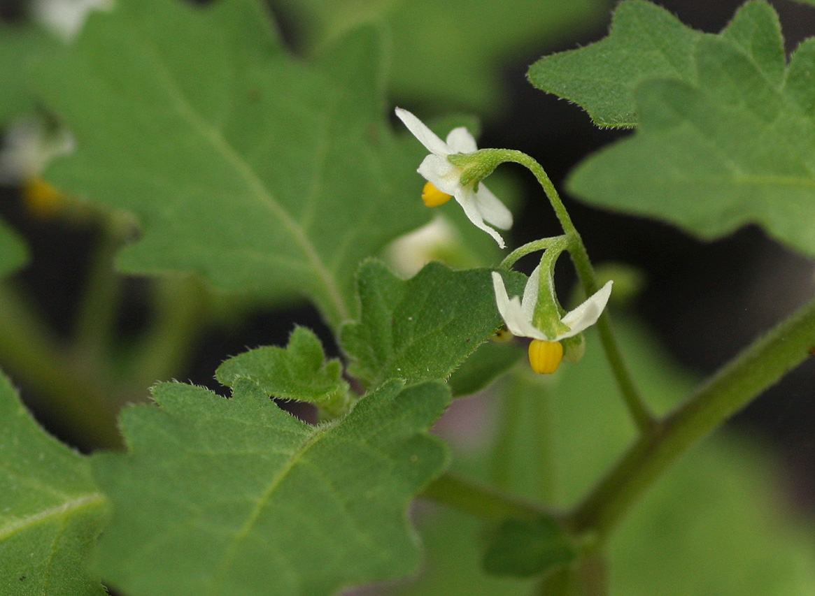 Solanum retroflexum