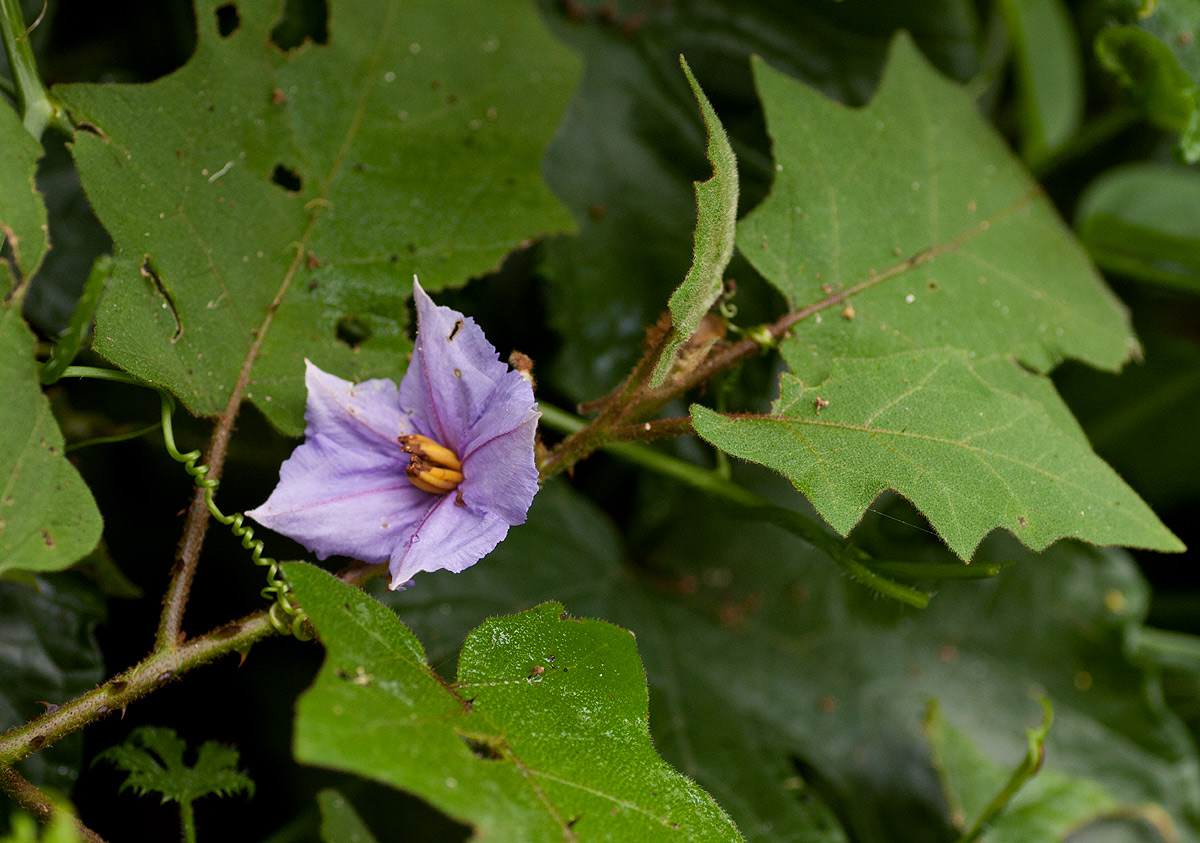 Solanum richardii var. acutilobatum Solanum richardii var. acutilobatum