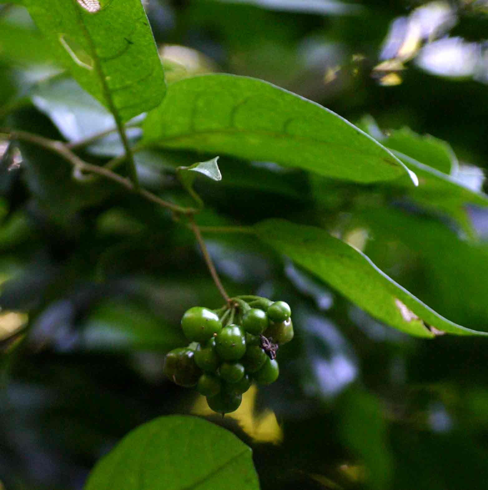 Solanum terminale