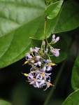 Solanum terminale