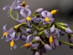 Solanum terminale