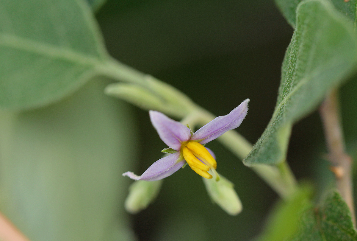Solanum tettense var. tettense