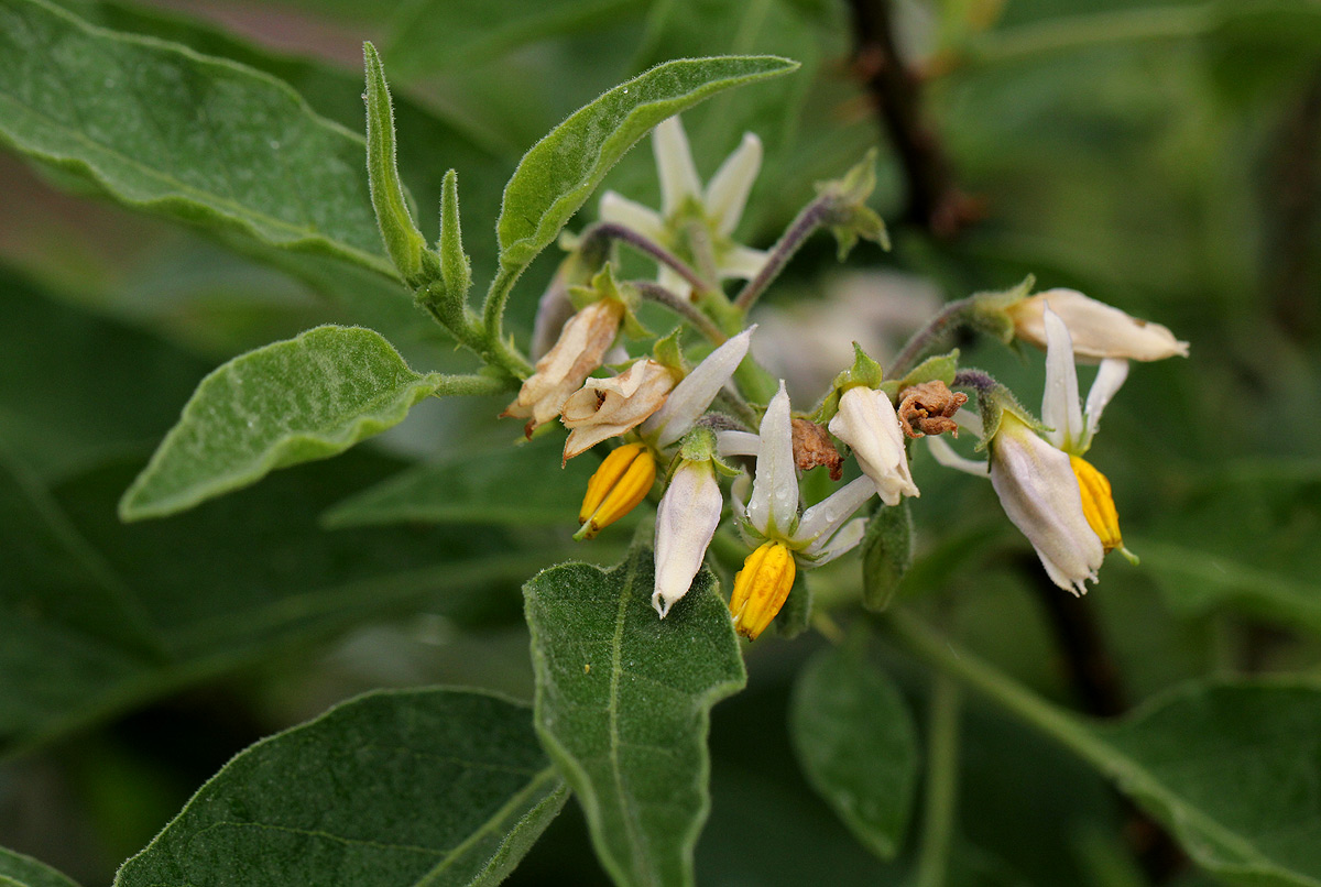 Solanum tettense var. tettense