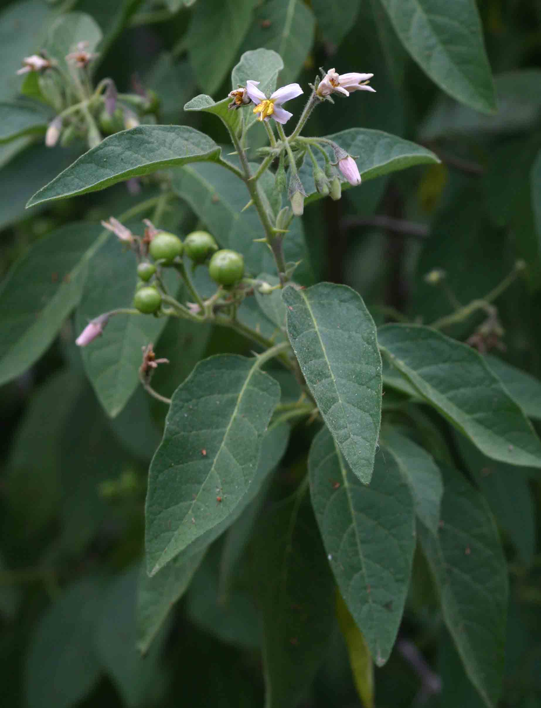Solanum tettense var. tettense Solanum tettense var. tettense