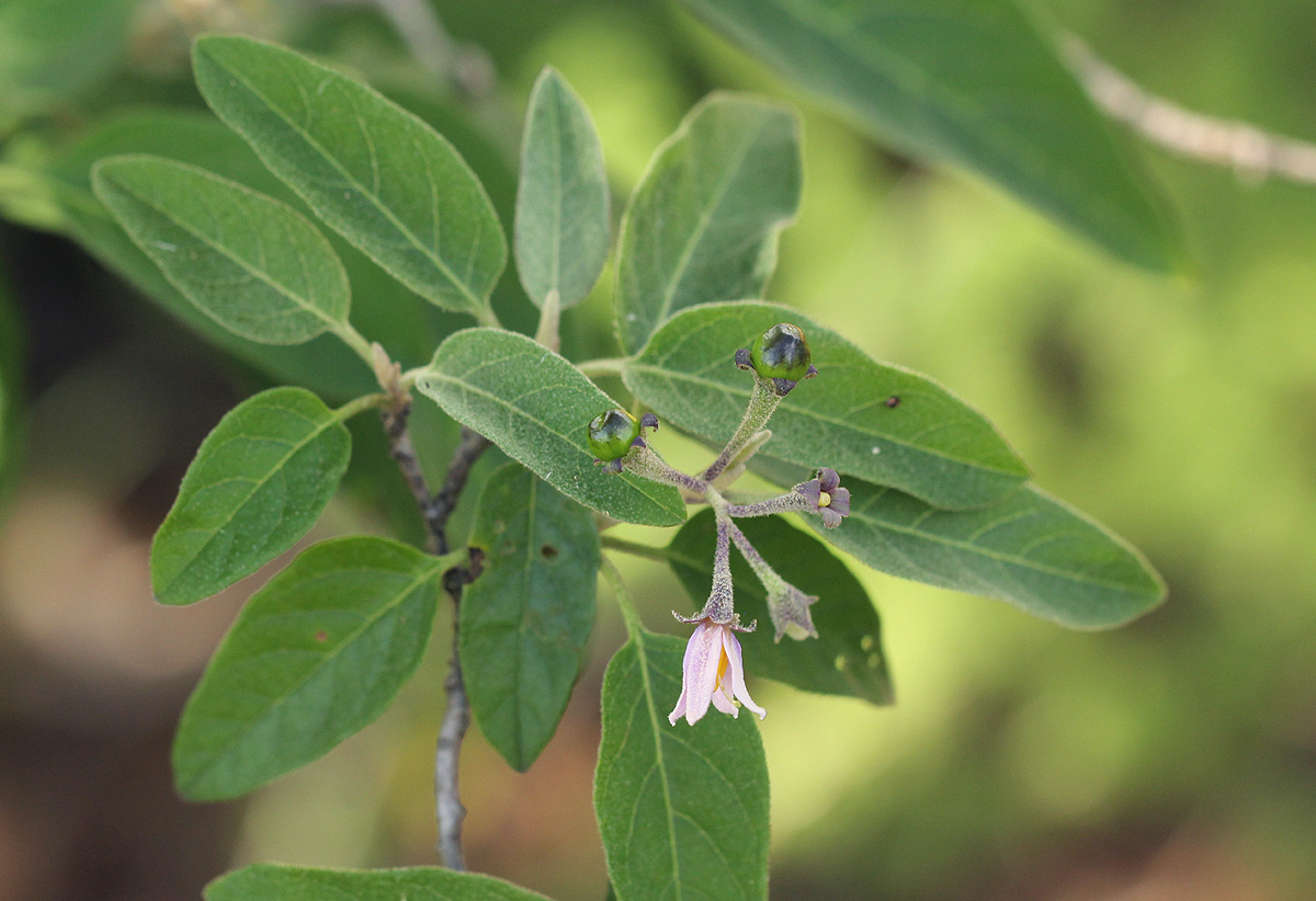 Solanum tettense var. tettense